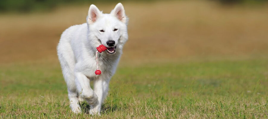 Tips for Training Stubborn Dog Breeds